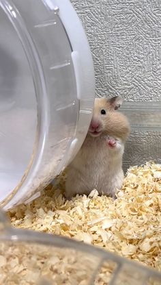 a small hamster is peeking out from behind a plastic container filled with wood shavings