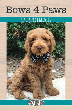 a brown dog wearing a bow tie sitting on top of a stone slab with the words bows 4 paws