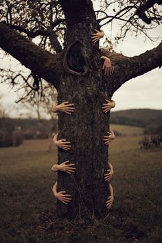 several hands on the trunk of a tree