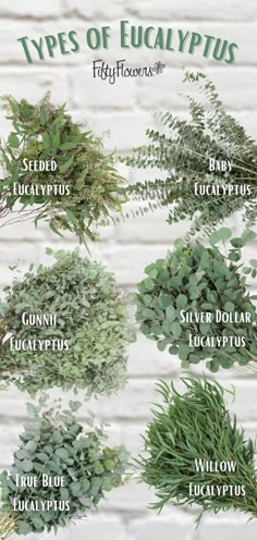 the different types of eucalyptus leaves and their names on a white brick wall with green foliage