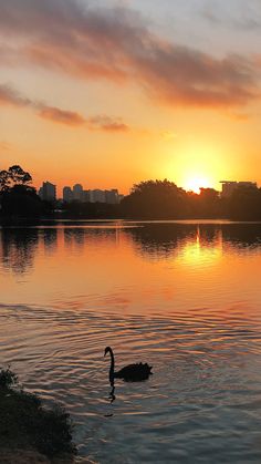 a swan is swimming in the water at sunset