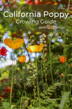 california poppy growing guide in the garden with text overlay that reads, california poppy growing guide