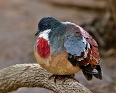 a colorful bird sitting on top of a tree branch next to a dirt ground area