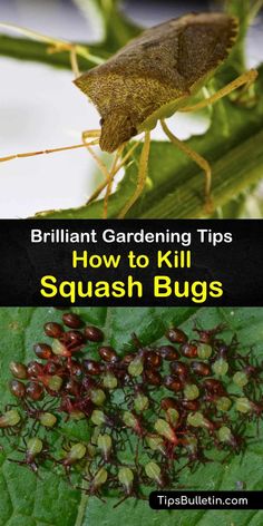 two pictures with different types of bugs and text that reads brilliant gardening tips how to kill squash bugs