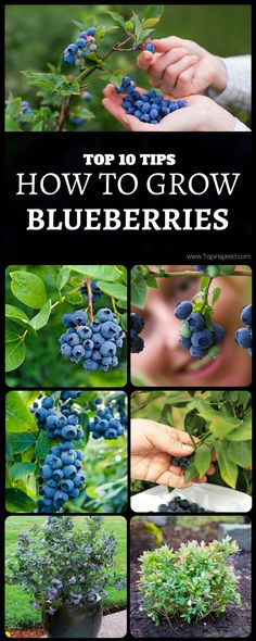 blueberries growing in the garden with text overlay that reads top 10 tips to grow blueberries