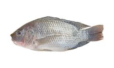 a close up of a fish on a white background