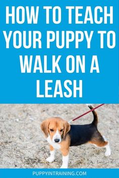 a puppy on a leash with the words how to teach your puppy to walk on a leash