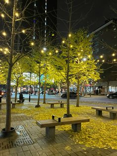 trees with yellow leaves on the ground and lights hanging from them