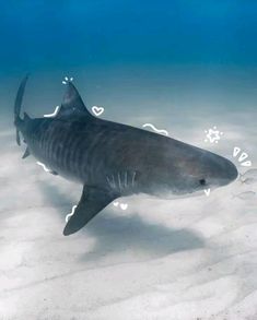 a shark swimming in the ocean with hearts drawn on it's back legs and feet