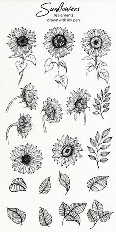 sunflowers drawn with ink on paper