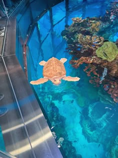 a sea turtle swims in the water near an escalator at a marine aquarium