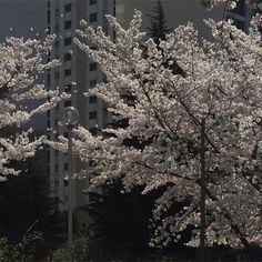 trees with white flowers in front of tall buildings