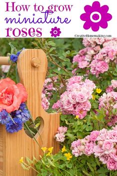 pink and blue flowers growing in a garden with the words how to grow miniature rose's