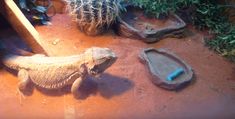 an animal that is standing in the dirt next to some rocks and cacti