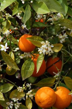 an orange tree filled with lots of ripe oranges and white flowers on top of it