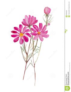 three pink flowers on a white background