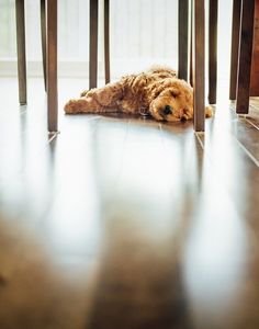 a dog laying under a table on the floor