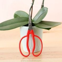 a pair of red scissors sitting on top of a plant