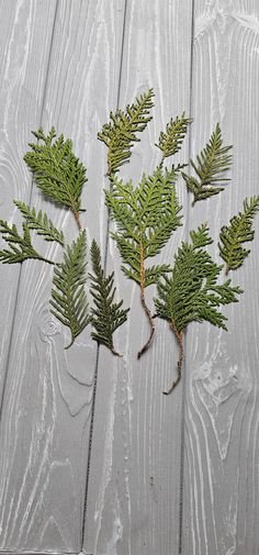 four small green plants sitting on top of a wooden table