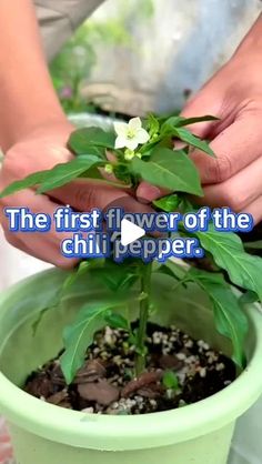 the first flower of the chili pepper is being held by two hands over a potted plant