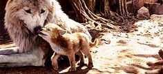 an adult wolf and two baby sheep standing next to each other in front of trees