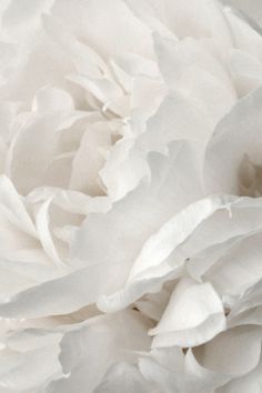 a close up view of a large pink peonie flower with petals in the center