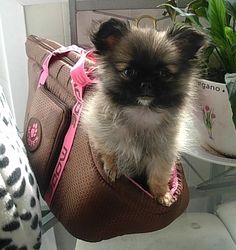 a small dog sitting on top of a purse