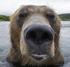 a brown bear is in the water with it's head sticking out and looking at the camera