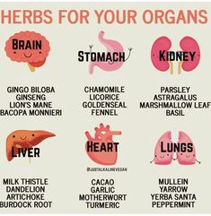 Medical Herbs, Food Health Benefits, Natural Healing Remedies, Herbal Healing, Home Health Remedies, Herbs For Health, Healing Food, Natural Health Remedies, Healing Herbs