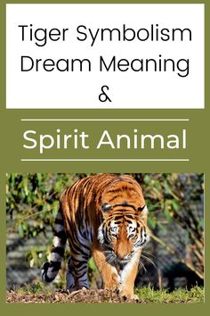 Tiger Symbolism Dream Meaning and Spirit Animal Tiger Symbolism, Psychic Dreams, Dream Meaning, Dream Dictionary, Endangered Wildlife, Dream Symbols, Spirit Animals, Dream Meanings, Deep Meaning