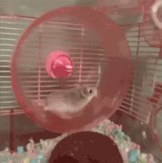 a hamster in a cage playing with a toy