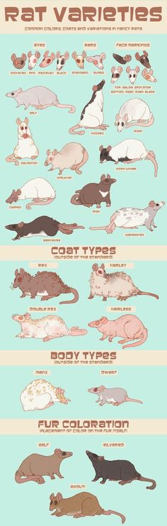 an animal chart showing different types of rodents