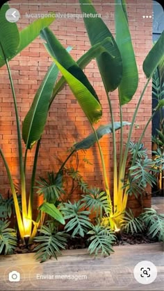 some very pretty plants in front of a brick wall with lights on each planter