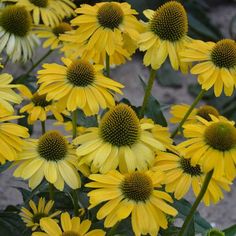 yellow and white flowers with green leaves in the foreground, on concrete ground behind them