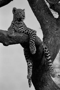 a black and white photo of a leopard in a tree