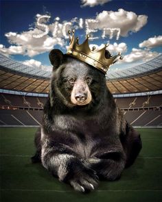 a large black bear with a crown on its head sitting in front of a stadium