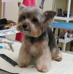 a small dog sitting on top of a table next to a pair of scissors and comb