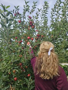 a woman picking apples from a tree in an apple orchard with her back to the camera