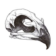 a drawing of a bird's skull with its beak open