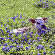 a brown and white cow laying in a field of blue flowers