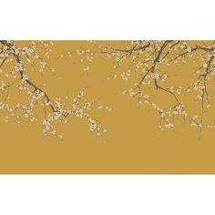 the branches of a tree with white flowers against a yellow background that is in full bloom