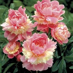 pink and yellow flowers are blooming in the garden