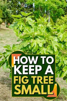 a sign that says how to keep a fig tree small in front of some trees