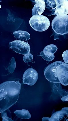 many jellyfish are swimming in the water