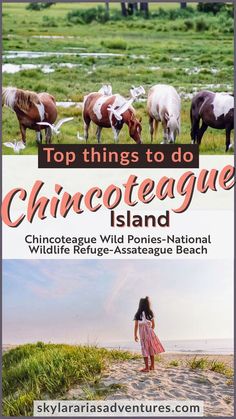 the cover of top things to do in chicago island, including wild ponies - national wildlife refuge