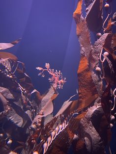 an aquarium filled with lots of different types of seaweed and other marine life in it