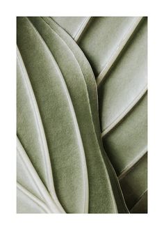 an abstract photograph of green leaves in black and white