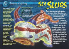 an advertisement for sea slugs from the 1970's, with information about them