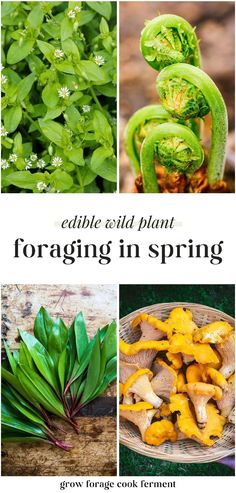 four different pictures with the words edible plant foraging in spring and green foliage on them