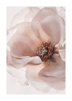 a large white flower with lots of petals